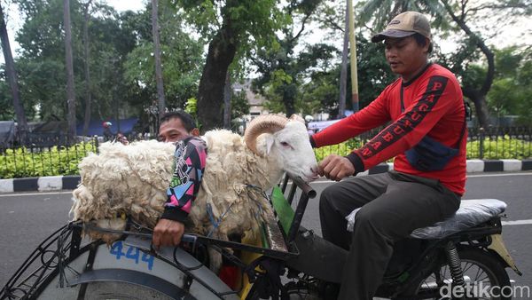 Alhamdulillah, Ojek Kurban Kebanjiran Rezeki Jelang Idul Adha