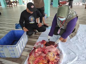 DKPP Kota Blitar Temukan Sapi dan Kambing Kurban Terjangkit Cacing Hati DKPP Kota Blitar Temukan Sapi dan Kambing Kurban Terjangkit Cacing Hati