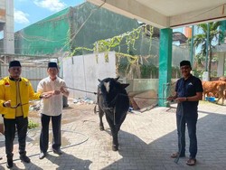 Golkar Jatim Serahkan Sapi Kurban untuk 3 Ormas Islam