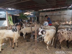 Doa Menyembelih Hewan Kurban Lengkap dengan Tata Caranya