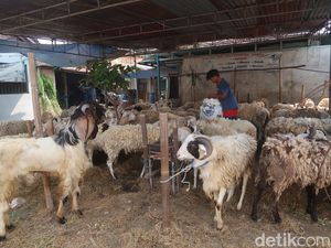 Doa Menyembelih Hewan Kurban Lengkap dengan Tata Caranya Doa Menyembelih Hewan Kurban Lengkap dengan Tata Caranya
