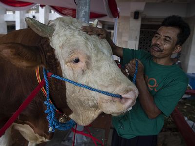 Penampakan Sapi Kurban Jokowi-Maruf Amin di Istiqlal