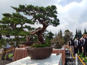 Menikmati Koleksi Bonsai di Tengah Sejuknya Udara Lembang