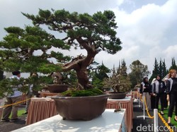 Menikmati Koleksi Bonsai di Tengah Sejuknya Udara Lembang