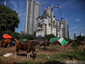 Dewi Perssik Ngaku Sapi Kurban Ditolak Pihak RT, Lurah Bilang Begini