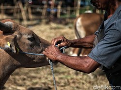 Cara Penyembelihan Hewan Kurban yang Tepat Menurut Sains, Masya Allah