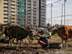 Kurban Kambing Sendirian atau Sapi Patungan, Manakah yang Lebih Utama?