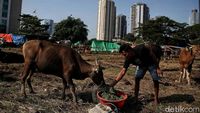 Melihat Kondisi Sapi Kurban Sehari Jelang Idul Adha