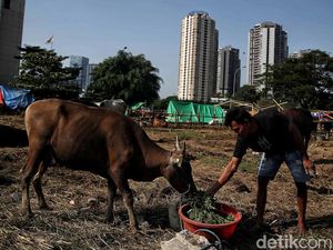 Melihat Kondisi Sapi Kurban Sehari Jelang Idul Adha