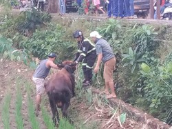 Saat Petugas Damkar Kuningan Berjibaku Evakuasi Sapi