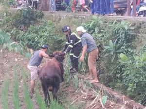 Saat Petugas Damkar Kuningan Berjibaku Evakuasi Sapi Saat Petugas Damkar Kuningan Berjibaku Evakuasi Sapi