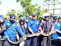 Ular Seberat 90 Kg Bersarang di Pohon Dekat Pasar Rengasdengklok