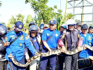 Ular Seberat 90 Kg Bersarang di Pohon Dekat Pasar Rengasdengklok Ular Seberat 90 Kg Bersarang di Pohon Dekat Pasar Rengasdengklok