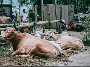Menhan Prabowo Sumbang 32 Sapi Kurban untuk Warga Hambalang Bogor