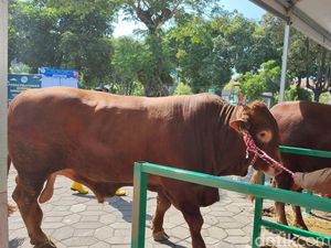 Sapi Limosin 1,1 Ton Milik Jokowi Tiba di Masjid Al-Akbar Surabaya Sapi Limosin 1,1 Ton Milik Jokowi Tiba di Masjid Al-Akbar Surabaya