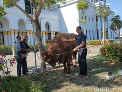 Jokowi Kurban 2 Ekor Sapi di Masjid Raya Sheikh Zayed Solo