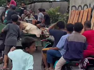 Bikin Geger! Sapi Kurban di Klaten  Lepas Sampai Dikejar Puluhan Warga Bikin Geger! Sapi Kurban di Klaten  Lepas Sampai Dikejar Puluhan Warga