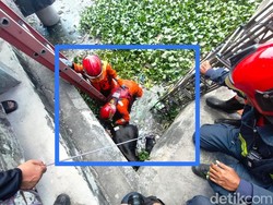 Petugas Damkar Kesulitan Evakuasi Sapi Kurban yang Nyemplung Bozem Surabaya