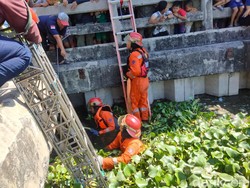 Petugas Terjunkan Crane Evakuasi Sapi Kurban Kabur Nyemplung Bozem di Surabaya