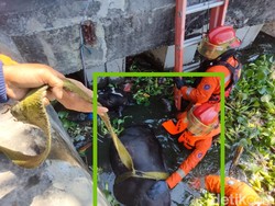 Seekor Sapi Kurban Kabur hingga Nyemplung Bozem Morokrembangan Surabaya