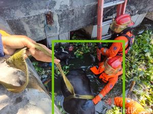 Seekor Sapi Kurban Kabur hingga Nyemplung Bozem Morokrembangan Surabaya Seekor Sapi Kurban Kabur hingga Nyemplung Bozem Morokrembangan Surabaya