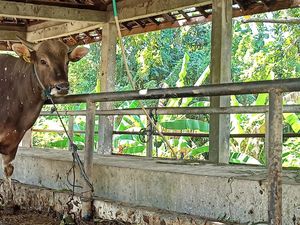 Muhammadiyah Tabanan juga Sebar Daging Kurban ke Warga Nonmuslim Muhammadiyah Tabanan juga Sebar Daging Kurban ke Warga Nonmuslim