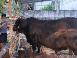 Deretan Sapi Kurban Jokowi dari Tahun ke Tahun, Teranyar Ada Alien