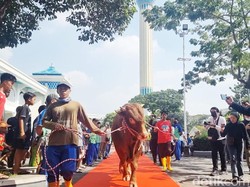 Saat Sapi Kurban Jokowi Disambut Karpet Merah di Masjid Al-Akbar Surabaya