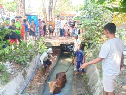 Satu Lagi Seekor Sapi di Surabaya Kabur, Kali Ini Nyemplung Selokan