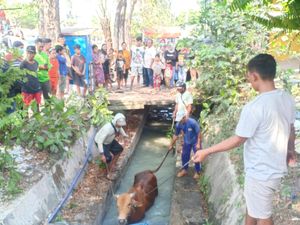 Satu Lagi Seekor Sapi di Surabaya Kabur, Kali Ini Nyemplung Selokan Satu Lagi Seekor Sapi di Surabaya Kabur, Kali Ini Nyemplung Selokan