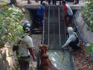 Warga Berhasil Evakuasi Sapi Kurban Nyemplung Selokan Meski 2 Kali Gagal Warga Berhasil Evakuasi Sapi Kurban Nyemplung Selokan Meski 2 Kali Gagal