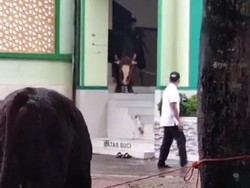 Cerita Sapi Kurban Lepas Lalu Masuk Masjid di Pacitan