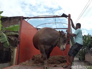 Sapi Kurban Jokowi Mbah Citro Diberangkatkan ke Mamasa, Sempat Berontak