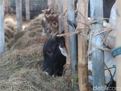 Siapa yang Berhak Menerima Hewan Kurban? Ini Penjelasannya