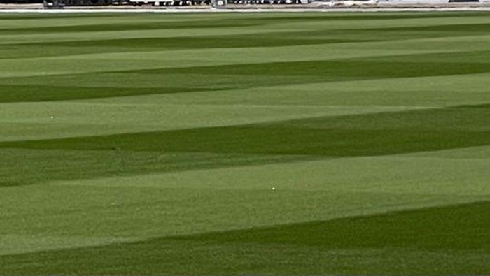 Rumput Stadion Utama Gelora Bung Karno sudah seperti semula.