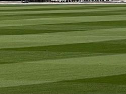 Dari Geger Renovasi JIS Kita Tahu Bedanya Rumput Standar FIFA dan Rumput Taman