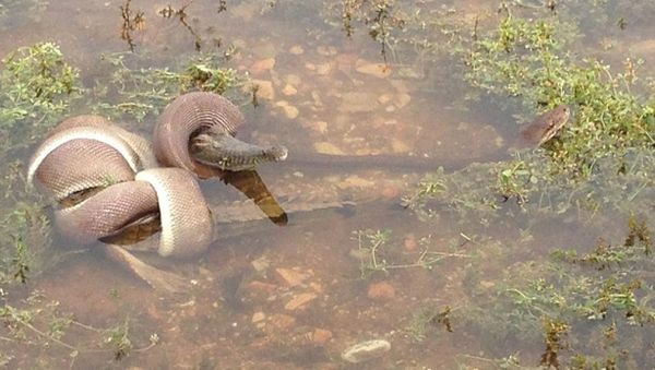 Viral Duel Sengit Berakhir Ular Piton Telan Utuh Buaya