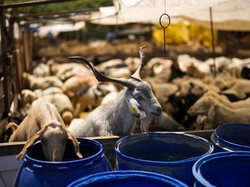 Waktu Penyembelihan dan Ketentuan Pembagian Hewan Kurban Idul Adha