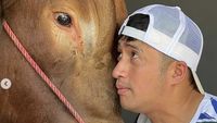 7 Potret Artis Bersama Sapi Kurban 1 Ton yang Disembelih