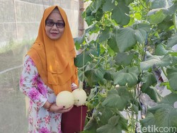 Asyik! MAJT Semarang Buka Agrowisata, Pengunjung Bisa Petik Melon Sendiri