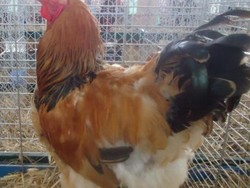 8 Ayam Terbesar di Dunia, Bisa Mencapai 6,8 Kilogram!