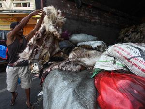 Berburu Kulit Hewan Kurban