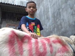 Salut! Bocah SD Asal Malang Kurban Kambing dari Tabungan Uang Saku