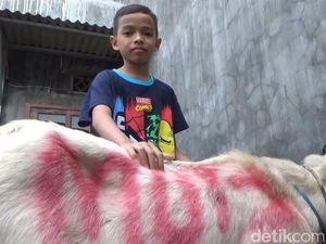 Salut! Bocah SD Asal Malang Kurban Kambing dari Tabungan Uang Saku Salut! Bocah SD Asal Malang Kurban Kambing dari Tabungan Uang Saku