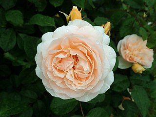 bunga juliet rose Foto: Salicyna/wikimedia commons