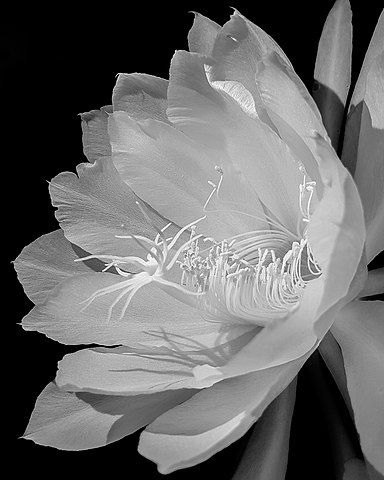 bunga kadupul Foto: CJay1995/wikimedia commons