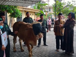 Pemkab Klaten Bagikan 13 Sapi & 43 Kambing buat Kurban Idul Adha
