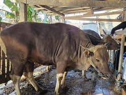 Distan Klungkung Awasi Pemotongan Hewan Kurban