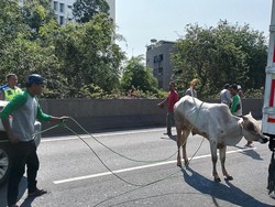 Ngamuk Saat Akan Disembelih, Sapi Kurban di Jakbar Kabur hingga Masuk Tol