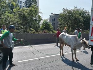 Ngamuk Saat Akan Disembelih, Sapi Kurban di Jakbar Kabur hingga Masuk Tol Ngamuk Saat Akan Disembelih, Sapi Kurban di Jakbar Kabur hingga Masuk Tol